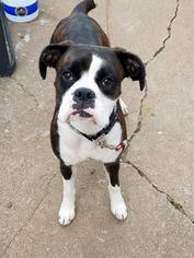 Boxer Dogs for adoption in Ashland, WI, USA