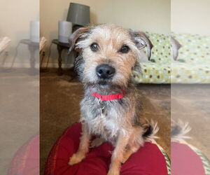 Mutt Dogs for adoption in Salt Lake City, UT, USA