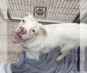 American Pit Bull Terrier Dogs for adoption in Martinsburg, WV, USA