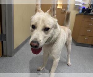 Siberian Husky Dogs for adoption in Orange, CA, USA