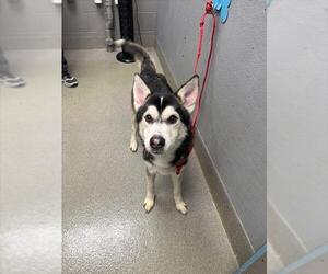 Siberian Husky-Unknown Mix Dogs for adoption in Las Vegas, NV, USA