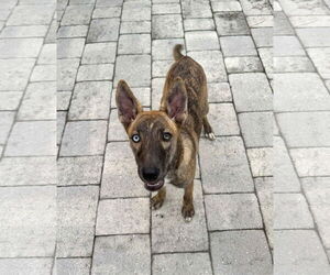 Mutt Dogs for adoption in Naples, FL, USA