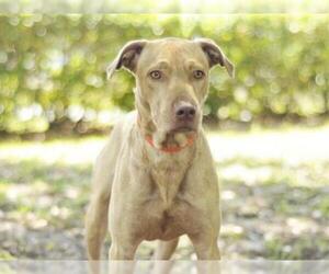 American Bulldog Dogs for adoption in Tavares, FL, USA