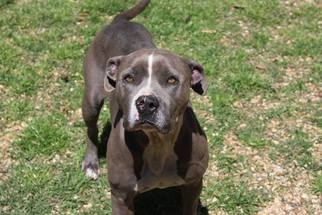 American Staffordshire Terrier Dogs for adoption in Columbus, MS, USA