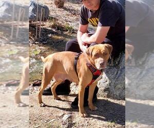 Chesapeake Bay Retriever Dogs for adoption in Menifee, CA, USA