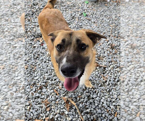 German Shepherd Dog-Unknown Mix Dogs for adoption in Albemarle, NC, USA
