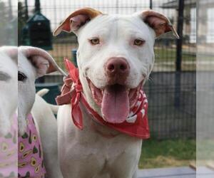 American Staffordshire Terrier-Unknown Mix Dogs for adoption in San Antonio, TX, USA