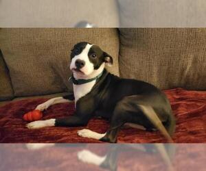 American Pit Bull Terrier-Unknown Mix Dogs for adoption in Lafayette, LA, USA