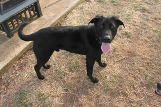 Small Labrador Retriever Mix