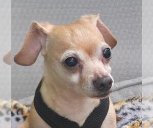 Chihuahua Dogs for adoption in Oakland Park, FL, USA