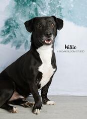 Basset Hound-Labrador Retriever Mix Dogs for adoption in Littleton, CO, USA