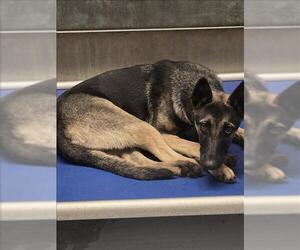 Mutt Dogs for adoption in Conroe, TX, USA