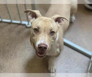 American Pit Bull Terrier Dogs for adoption in Martinez, CA, USA