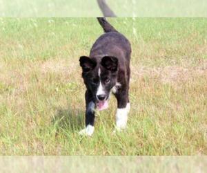 Border Collie Dogs for adoption in Grasswood, Saskatchewan, Canada