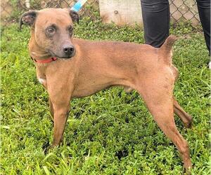 Pointer-Unknown Mix Dogs for adoption in Fort Lauderdale, FL, USA