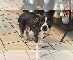 Boston Huahua Dogs for adoption in Springdale, PA, USA