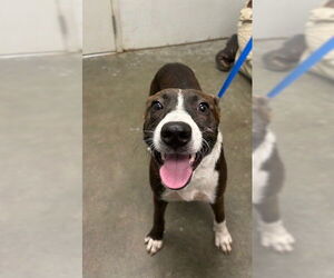 Border Collie-Unknown Mix Dogs for adoption in Rosenberg, TX, USA