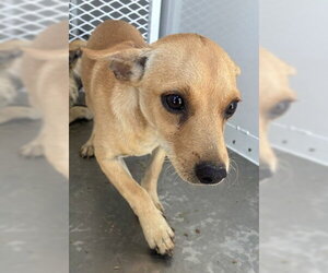 Chihuahua Dogs for adoption in Bakersfield, CA, USA