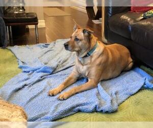 Chow Chow-Labrador Retriever Mix Dogs for adoption in San Francisco, CA, USA
