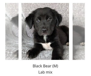 Labrador Retriever-Unknown Mix Dogs for adoption in Oakhurst, NJ, USA