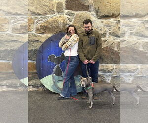 Chihuahua Dogs for adoption in Boonton, NJ, USA