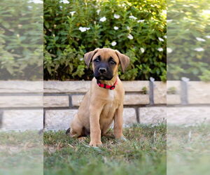 Boxador Dogs for adoption in Dana Point, CA, USA