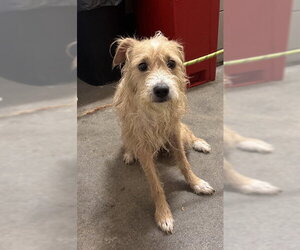 Cairn Terrier-Unknown Mix Dogs for adoption in Forestville, MD, USA