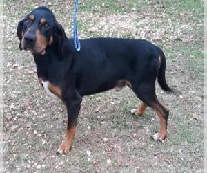Black and Tan Coonhound Dogs for adoption in Bonifay, MO, USA
