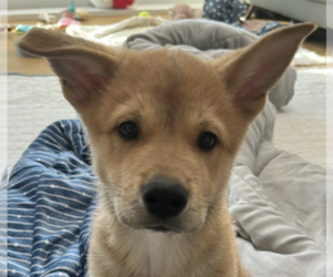 Mutt Dogs for adoption in San Ramon, CA, USA