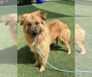 Chow Chow-German Shepherd Dog Mix Dogs for adoption in Baytown, TX, USA
