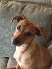 Medium Photo #1 Dachshund-Unknown Mix Puppy For Sale in Seahurst, WA, USA