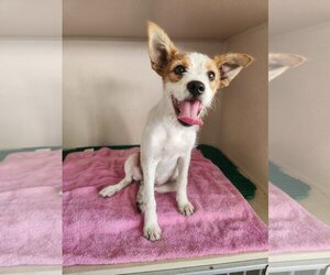 Jack Chi Dogs for adoption in Key Largo, FL, USA