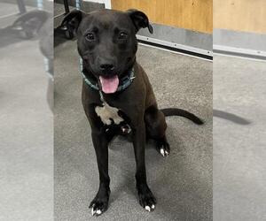 Labrador Retriever Dogs for adoption in Forestville, MD, USA