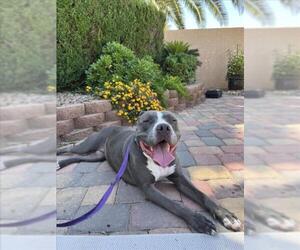 American Pit Bull Terrier-Unknown Mix Dogs for adoption in Las Vegas, NV, USA