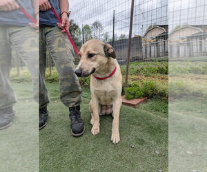 Labsky Dogs for adoption in garner, NC, USA