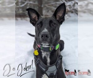 Labrador Retriever-Unknown Mix Dogs for adoption in Gwinn, MI, USA