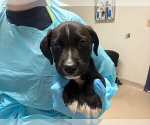 Mastiff-Unknown Mix Dogs for adoption in Bakersfield, CA, USA
