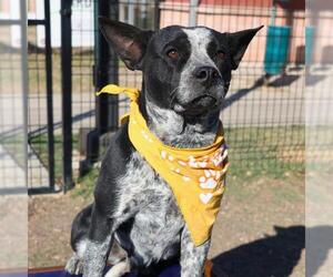 Mutt Dogs for adoption in San Antonio, TX, USA