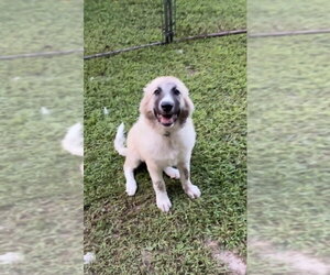 Great Pyrenees Dogs for adoption in Harrison, AR, USA