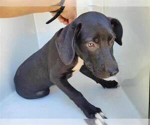 Labrador Retriever Dogs for adoption in Houston, TX, USA