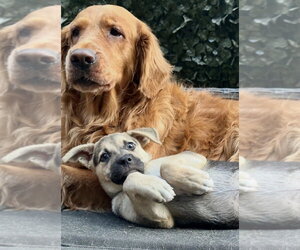 Labrador Retriever-Unknown Mix Dogs for adoption in Dana Point, CA, USA