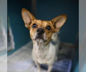 Chihuahua-Unknown Mix Dogs for adoption in San Antonio, TX, USA