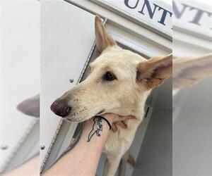 German Shepherd Dog-Unknown Mix Dogs for adoption in Houston, TX, USA