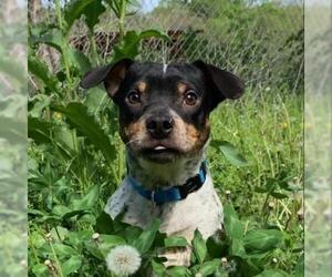 Jack Russell Terrier Dogs for adoption in Kansas City, MO, USA