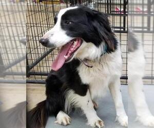 Border Collie Dogs for adoption in Neillsville, WI, USA