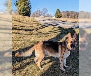 Small German Shepherd Dog