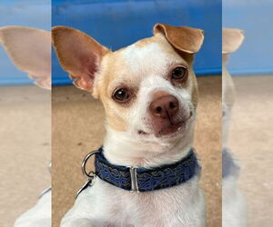 Chihuahua-Unknown Mix Dogs for adoption in Arlington, VA, USA