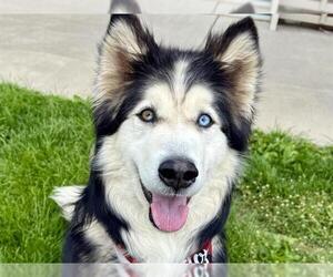 Alusky Dogs for adoption in Pueblo, CO, USA