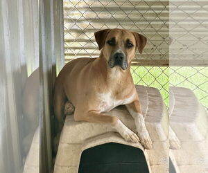 Bulldog-Unknown Mix Dogs for adoption in Eastman, GA, USA