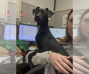 Chihuahua-Unknown Mix Dogs for adoption in Stockton, CA, USA